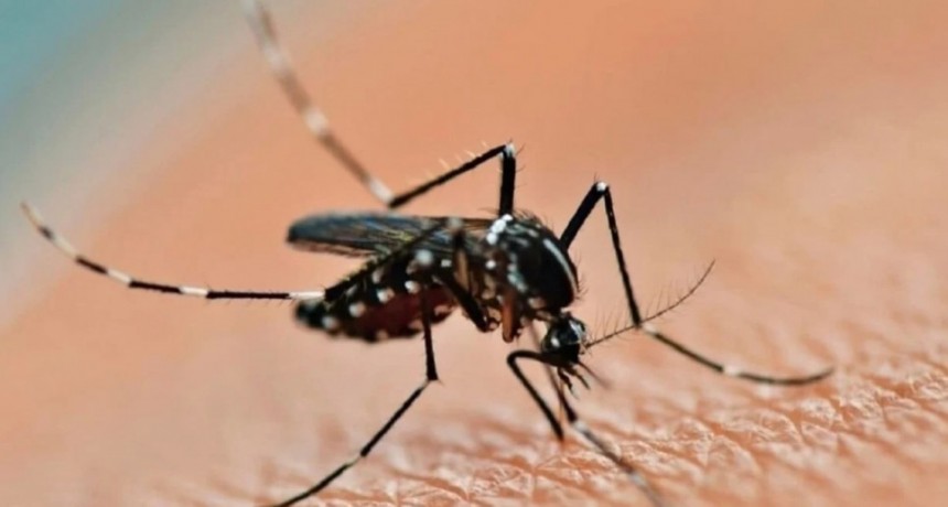 Dengue: insisten en el rol de la población para eliminar los reservorios del mosquito