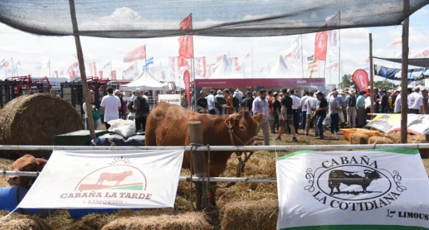  La ganadería pisará fuerte en Expoagro 