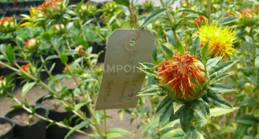 Apuntan a exportar la agrobiotecnología de la Argentina 