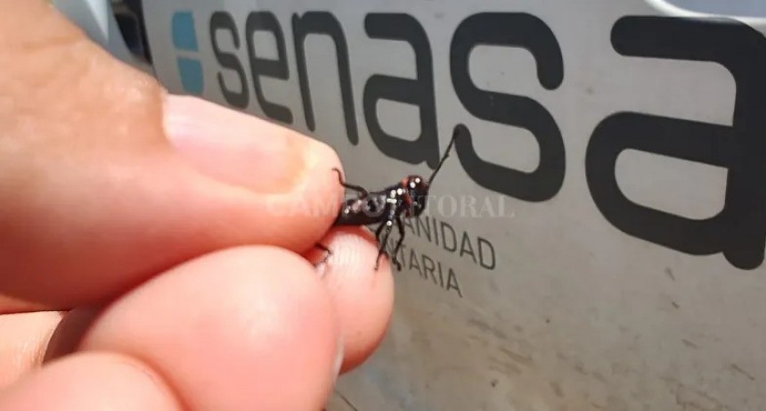  La langosta enciende las alarmas  