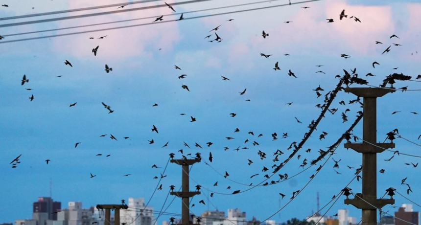 Viajeras y siempre libres, las golondrinas llenaron de belleza los cielos de Santa Fe