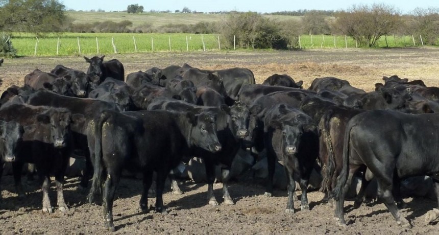 Suben los precios de la carne: menos oferta de ganado impacta en el mercado