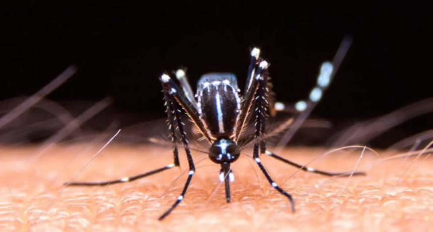 Mientras el pico de dengue en Santa Fe se espera para marzo, Salud pone el foco en las próximas lluvias y pide aumentar la prevención