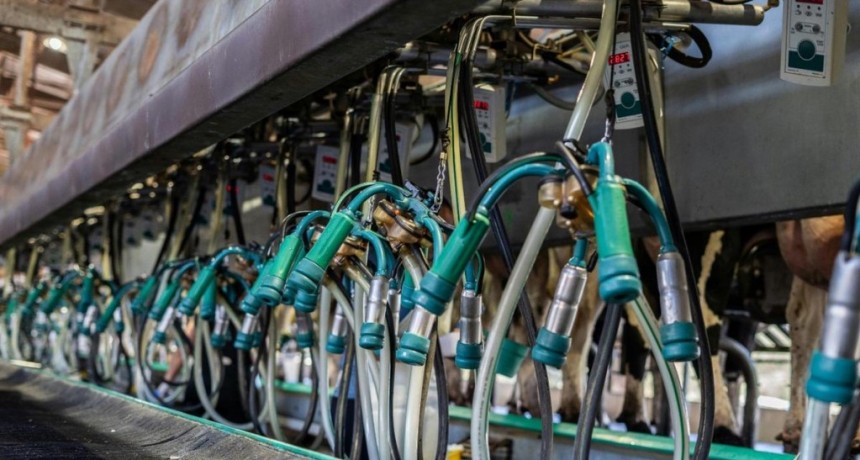Anuncian créditos para tamberos a valor producto y 