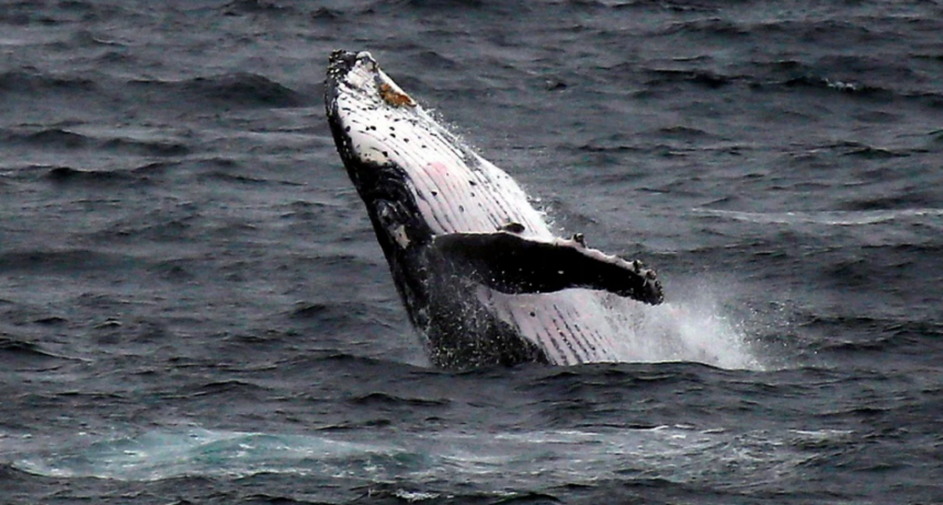 Video: un joven fue tragado y luego expulsado por una ballena en el Estrecho de Magallanes
