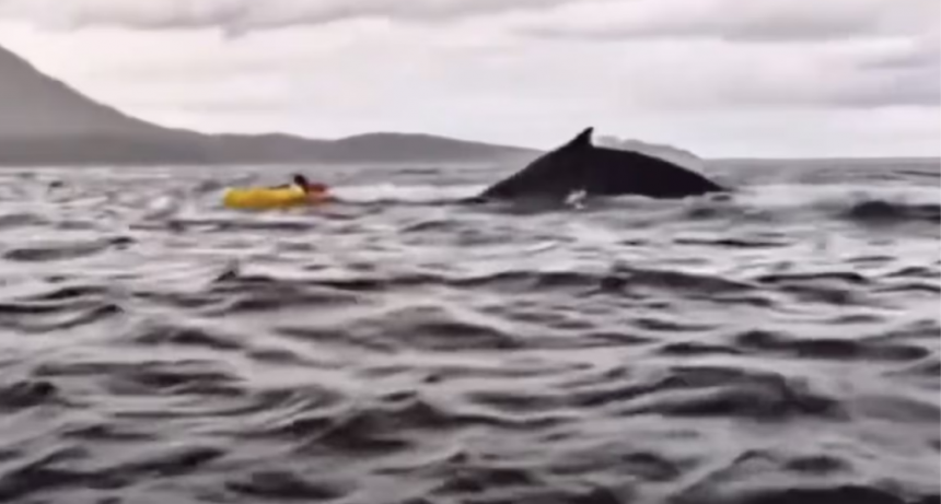 Sobrevivió luego de ser tragado por una ballena: 