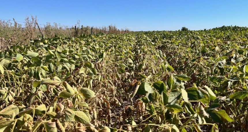 Soja: se sembró un 16% más, pero las lluvias llegaron tarde y habría 1,5 millones de toneladas menos