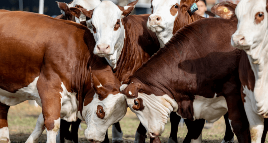 No es solo “fierros” y cultivos: la genética bovina también buscará pisar fuerte en Expoagro