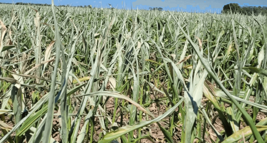 “Golpazo”: en el norte de Córdoba las lluvias no ayudaron y el maíz está “para echarle las vacas”