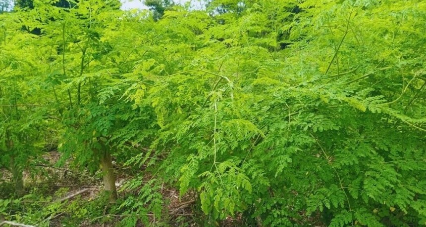 En el norte, la moringa se potencia como alternativa productiva y alimenticia saludable