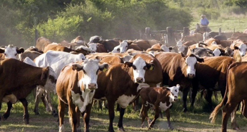 Faena de hembras: ¿se alcanzó un techo en el nivel de extracción?