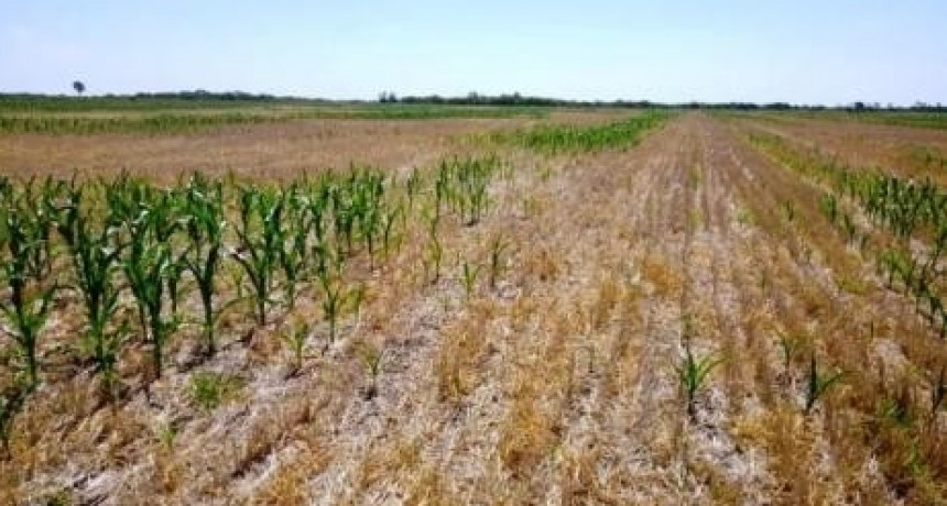 La Sociedad Rural de San Justo y la sequía: “La situación es muy compleja”