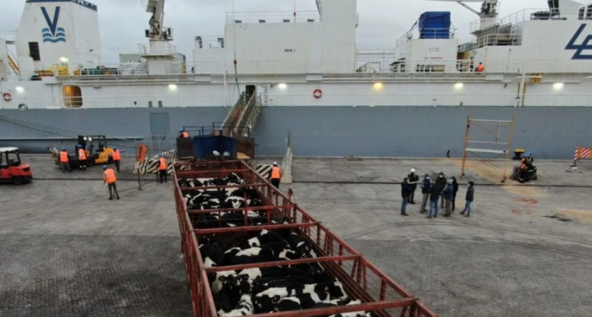 Luego de 50 años, Argentina volverá a exportar ganado vacuno en pie