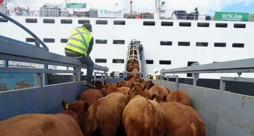 Exportación de hacienda en pie: cómo afecta a la cadena de ganados y carne