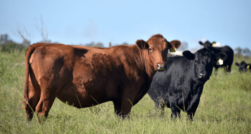 Panorama de vacas “flacas”: sigue alta la faena de hembras y los precios chinos repuntan, pero poco