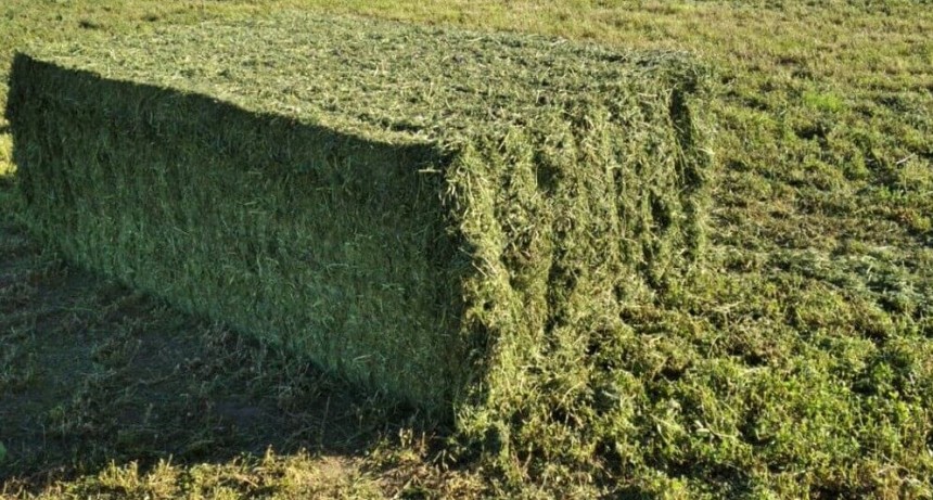 La alfalfa, tambi&eacute;n r&eacute;cord: el impresionante crecimiento exportador de la &ldquo;reina&rdquo; de las forrajeras