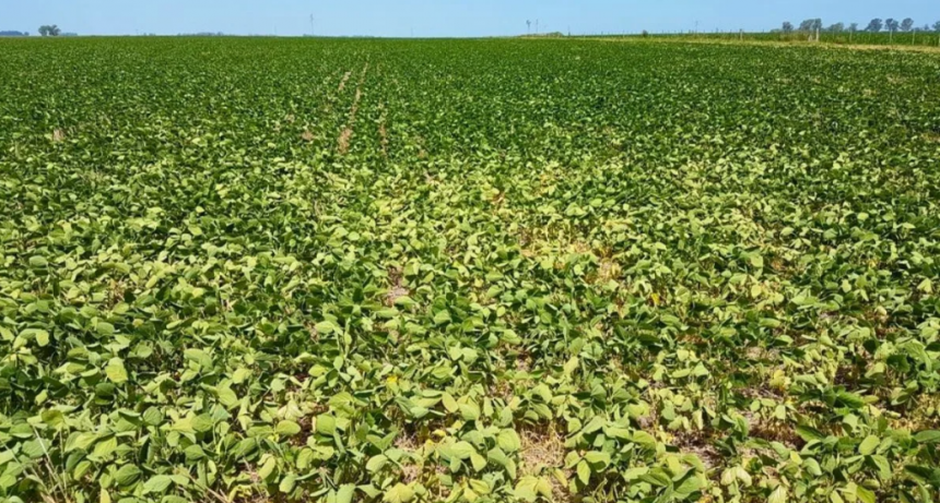 &iquest;Llegar&aacute;n las lluvias a tiempo? Qu&eacute; anticipa el pron&oacute;stico clim&aacute;tico tras un enero cr&iacute;tico para la soja