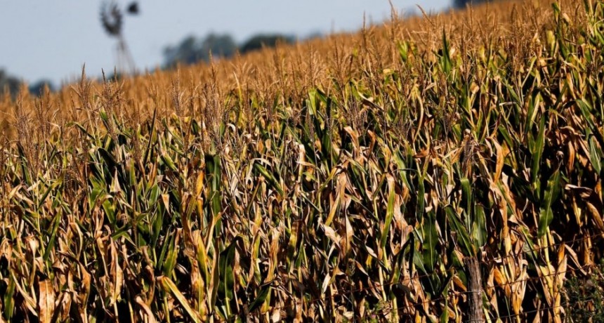 El ma&iacute;z argentino gana competitividad y acelera la comercializaci&oacute;n de la nueva campa&ntilde;a