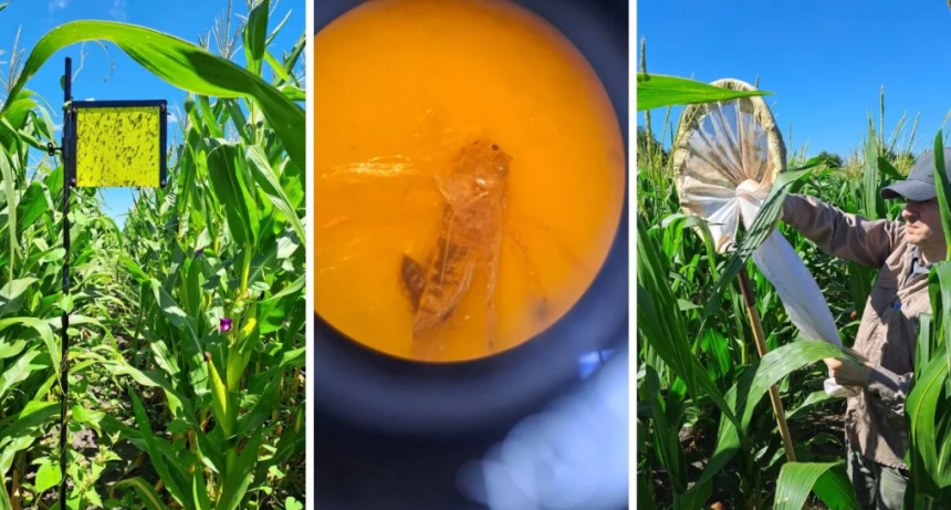 El calor acelera a la chicharrita y pone en alerta a los ma&iacute;ces tard&iacute;os