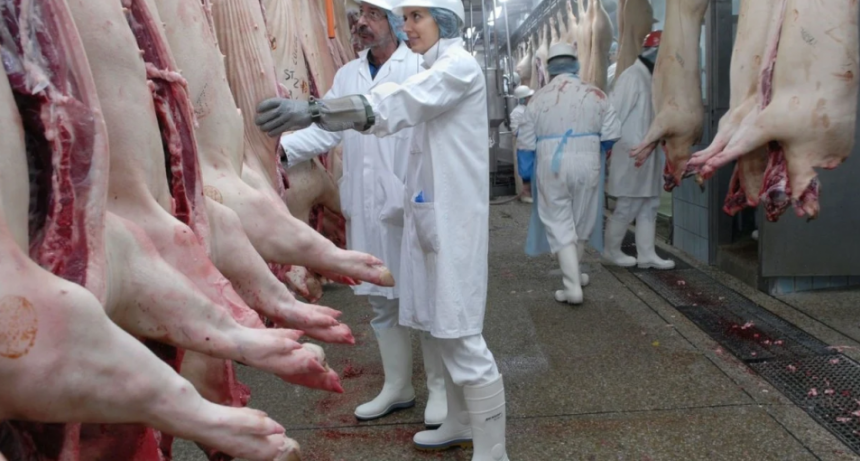 La producci&oacute;n porcina alcanz&oacute; en 2025 los mejores indicadores de su historia