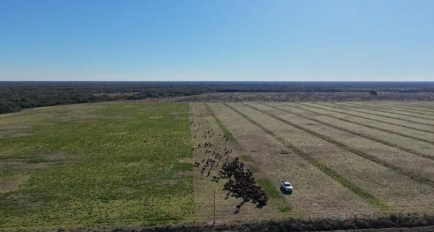 A la sombra de los algarrobos, un modelo innovador de ganader&iacute;a regenerativa crece en Santa Fe