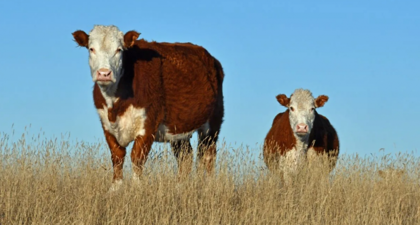 Sequ&iacute;a, recr&iacute;as y stock: el clima define el despegue de la ganader&iacute;a