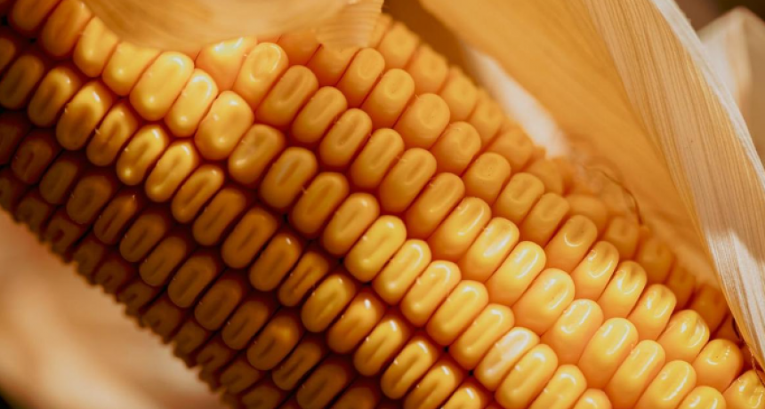 Chicharrita del ma&iacute;z: presencia en aumento, pero con margen para decidir