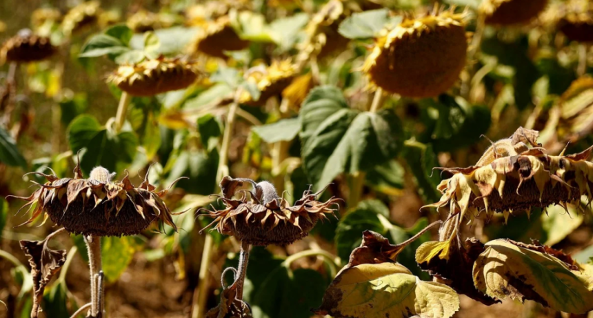 Charata ser&aacute; sede del Remate del Primer Lote de Girasol 2025/26