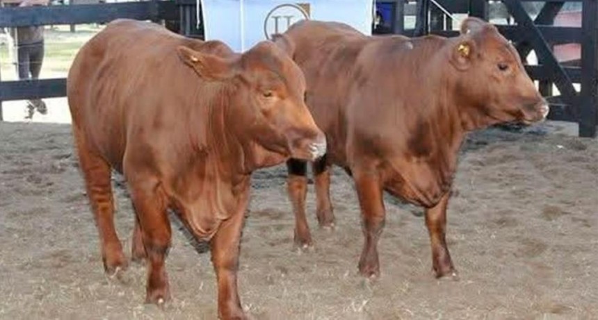 Cuatreros robaron terneros de raza Brangus en A&ntilde;atuya