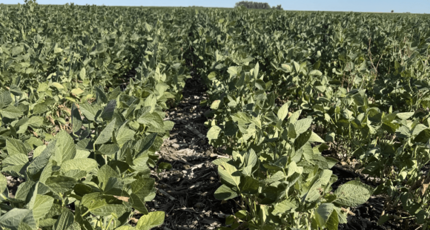 La soja sufre, pero el recorte no ser&iacute;a tan grave: &ldquo;Las lluvias alejaron el temido escenario de derrumbe&rdquo;