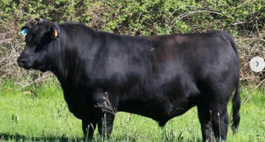 Gen&eacute;tica argentina que cruza fronteras