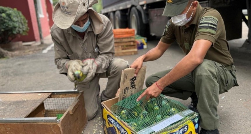 In&eacute;dito operativo en Santa Fe permiti&oacute; recuperar m&aacute;s de 500 animales silvestres