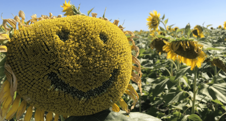 Iluminado: adem&aacute;s de las excelentes proyecciones, el girasol trae &ldquo;una oportunidad &uacute;nica para el productor&rdquo;