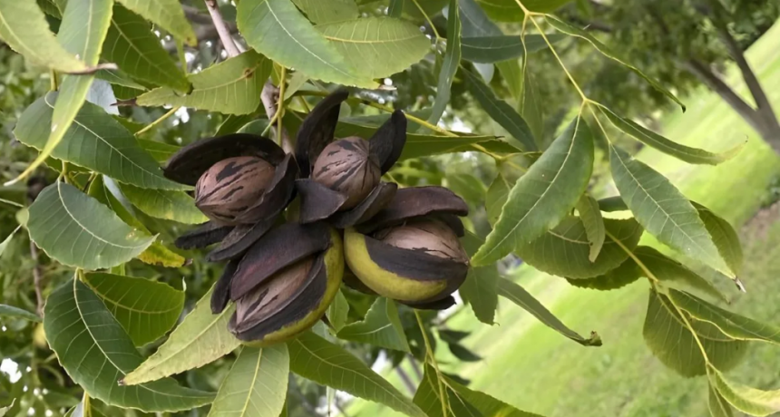 Pec&aacute;n en Argentina: el desaf&iacute;o ya no es plantar, sino producir m&aacute;s