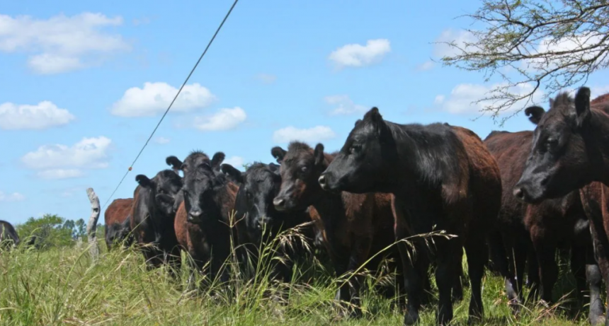 Los buenos precios impulsar&iacute;an un ciclo de retenci&oacute;n en la ganader&iacute;a argentina