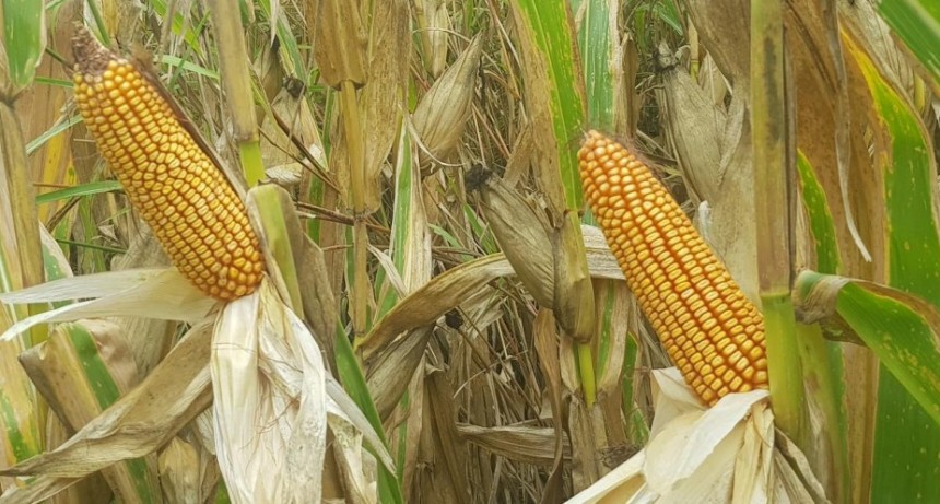 Informe de la Bolsa de Comercio de Santa Fe al 10 de febrero del 2026