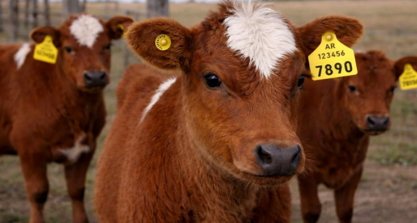 La trazabilidad electr&oacute;nica inaugura una nueva etapa en la ganader&iacute;a argentina