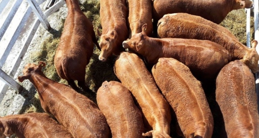 La hacienda arranc&oacute; 2026 con una leve baja, pero se mantiene en niveles r&eacute;cord