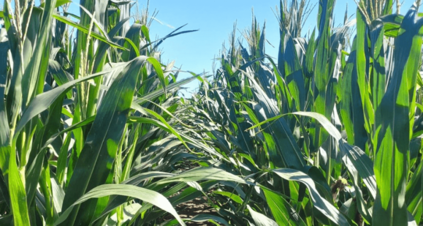 El impacto de la sequ&iacute;a de enero: en C&oacute;rdoba, la cosecha gruesa trae 3 millones de toneladas menos