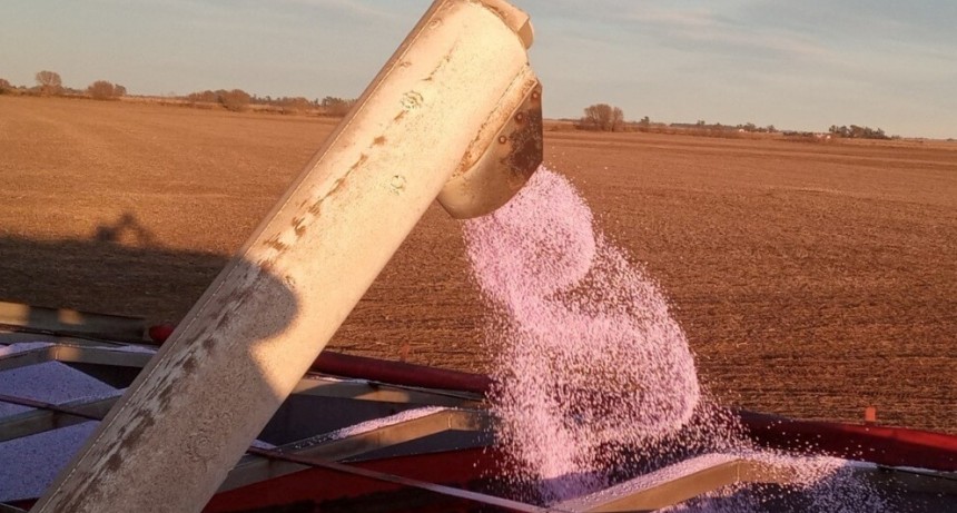 El negocio del agro viene mejor nutrido en 2026: crecen fuerte las importaciones de fertilizantes