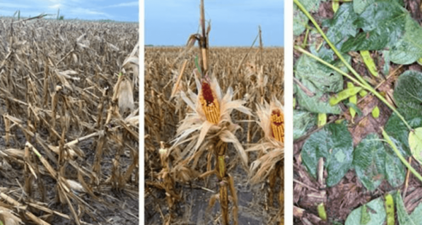 Alegr&iacute;a acotada en la zona n&uacute;cleo: tambi&eacute;n hubo tormentas &ldquo;brutales&rdquo;, con graves da&ntilde;os en soja y ma&iacute;z