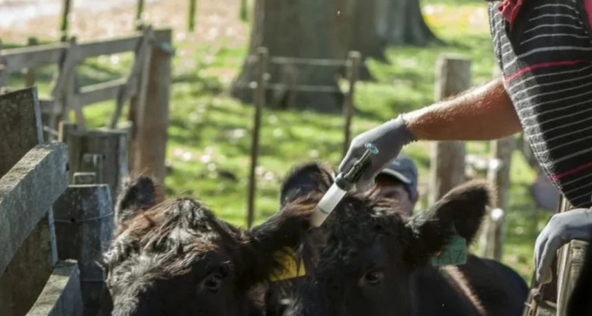 Calendario 2026 de vacunaci&oacute;n antiaftosa en Santa Fe: fechas, cambios y recomendaciones