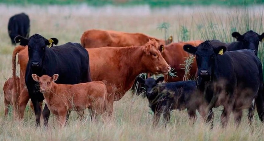 Quimil&iacute; ser&aacute; sede de una Jornada de Encuentro Ganadero con foco en innovaci&oacute;n y sanidad