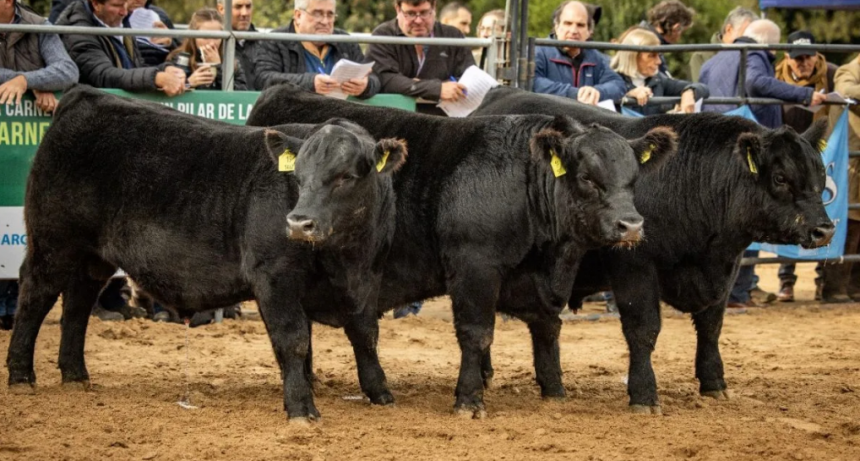 Gen&eacute;tica, negocios y carne premium: as&iacute; ser&aacute; la presencia de Angus en Expoagro 2026