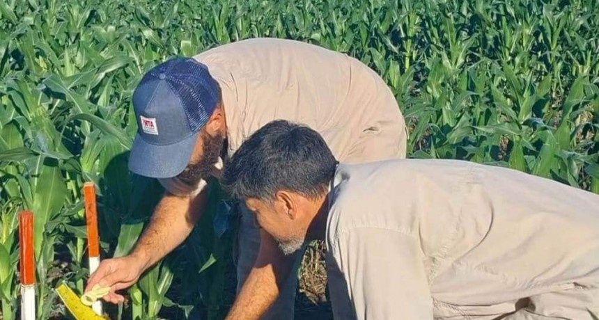 Alivio: la chicharrita del ma&iacute;z contin&uacute;a multiplic&aacute;ndose, pero el riesgo para la cosecha sigue siendo bajo