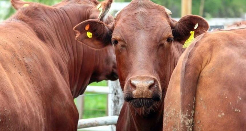 Financiaci&oacute;n ganadera: crecimiento del cr&eacute;dito en moneda extranjera y oportunidades de inversi&oacute;n