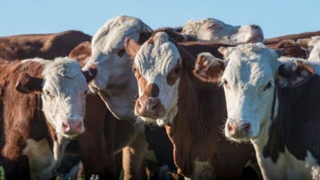 Rosgan inicia la zafra 2021 con un remate de 16.000 cabezas 