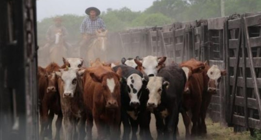 Asignaron un subsidio para productores bovinos: de cuánto es y quiénes pueden acceder