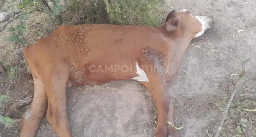 Barro, sudor y lágrimas 