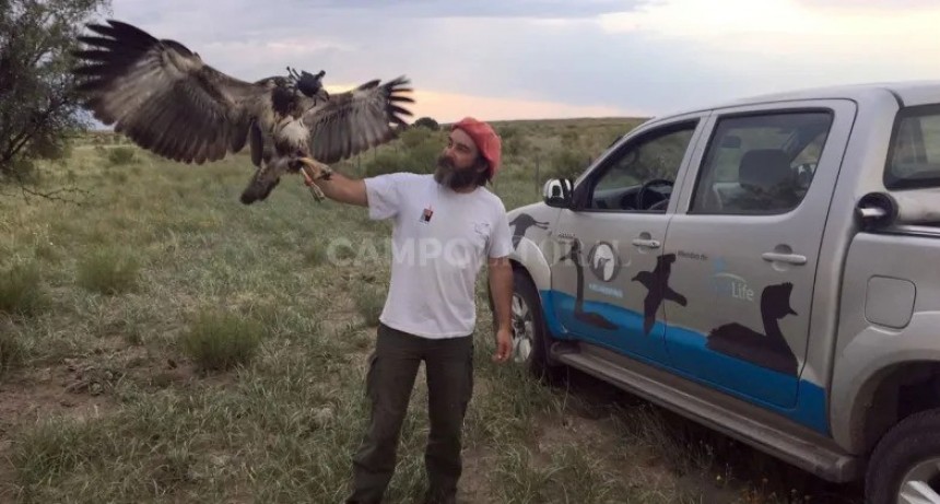 Buscan un GPS imprescindible para evitar la extinción del Águila Coronada 
